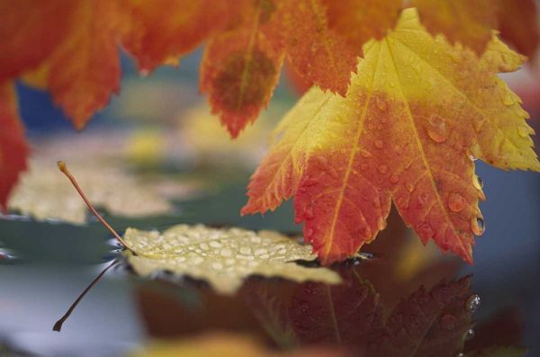 WA, Bellingham, Autumn vine maple leaves